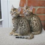 FakeKitties